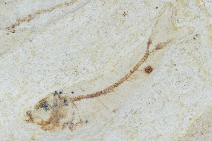 Cretaceous Fossil Fish - Morocco #104396